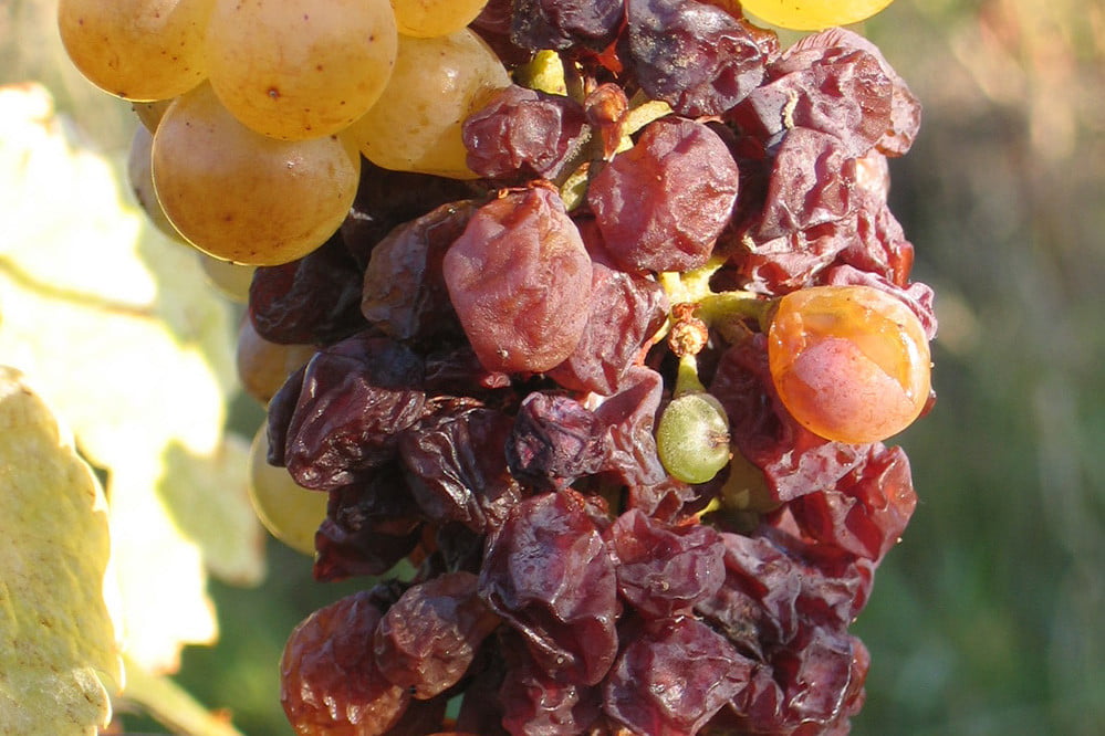 essencia-royal-tokaji-wine-company-aszu-berries-2-david-bird-999x666.jpg