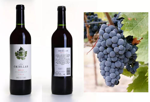 The Criolla Family Grape of Argentina第1张-葡萄酒香网